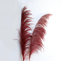 red pampas grass