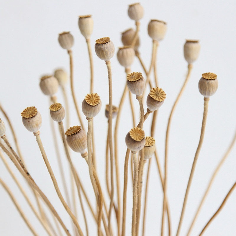 Mini Papaver (Poppy Heads), Dried, Natural
