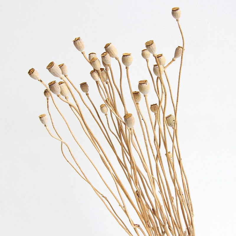 Mini Papaver (Poppy Heads), Dried, Natural