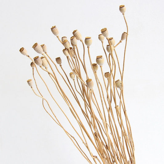 Mini Papaver (Poppy Heads), Dried, Natural