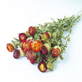 red Helichrysum