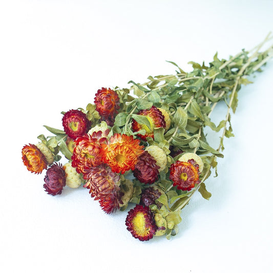 red Helichrysum