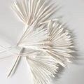 white sum palm