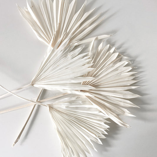 white sum palm