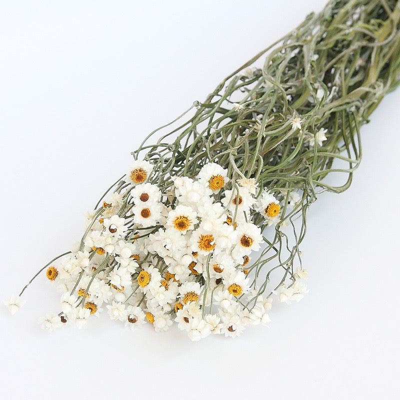 Natural Dried Ammobium