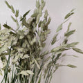 natural green dried flower northern sea oat grass