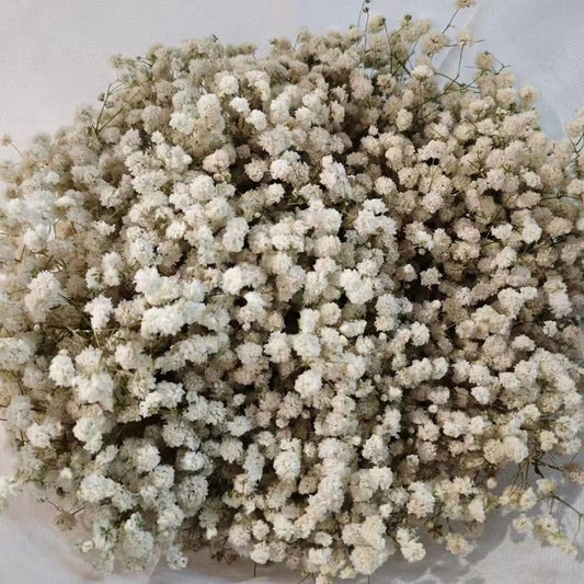 natural gypsophila