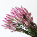 Natural Pale Pink Dried Celosia Flowers (Flamingo Feather)