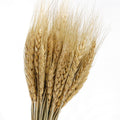 Natural Dried Wheat