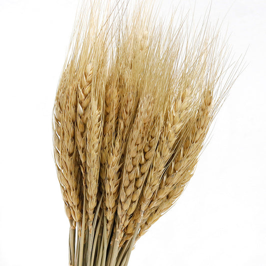 Natural Dried Wheat