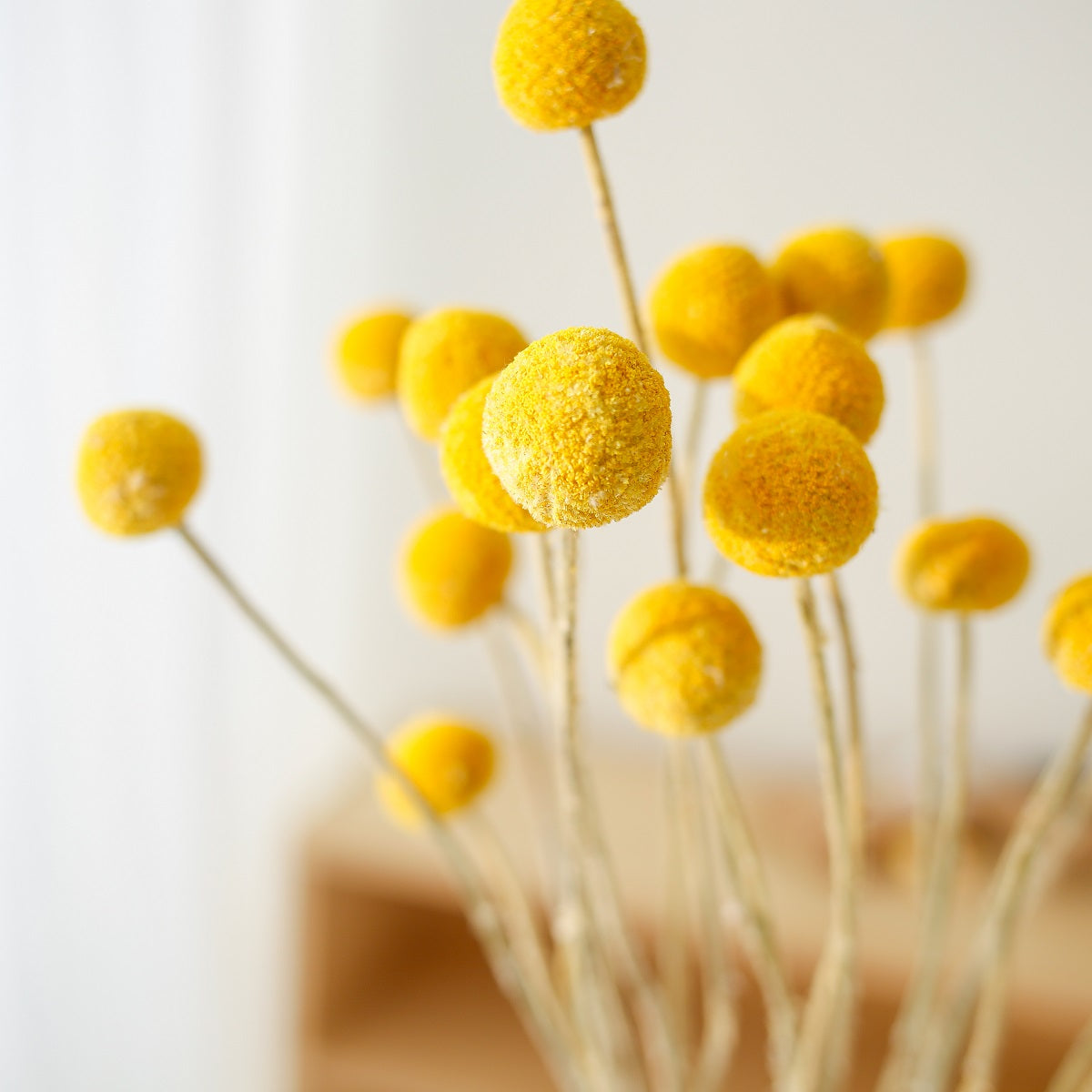 Natural Yellow Craspedia globosa Benth