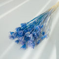Nigella Orientalis light blue