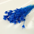 Nigella Orientalis dark blue