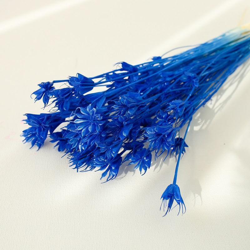 Nigella Orientalis dark blue