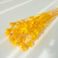 Nigella Orientalis yellow