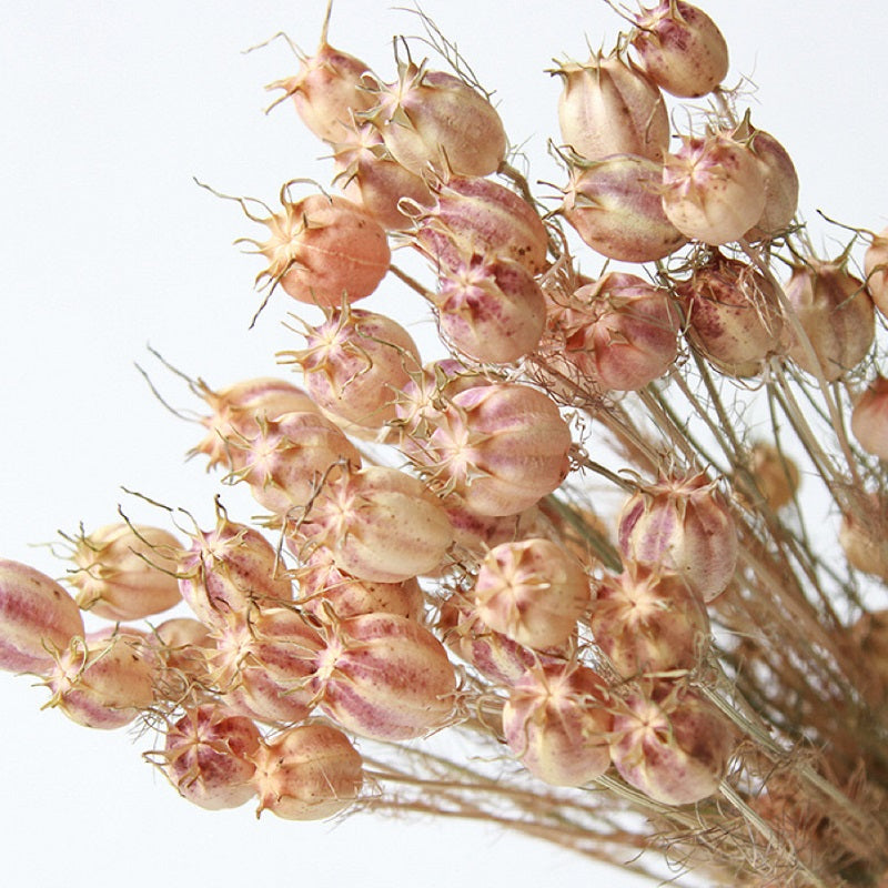 Dried Nigella Pod