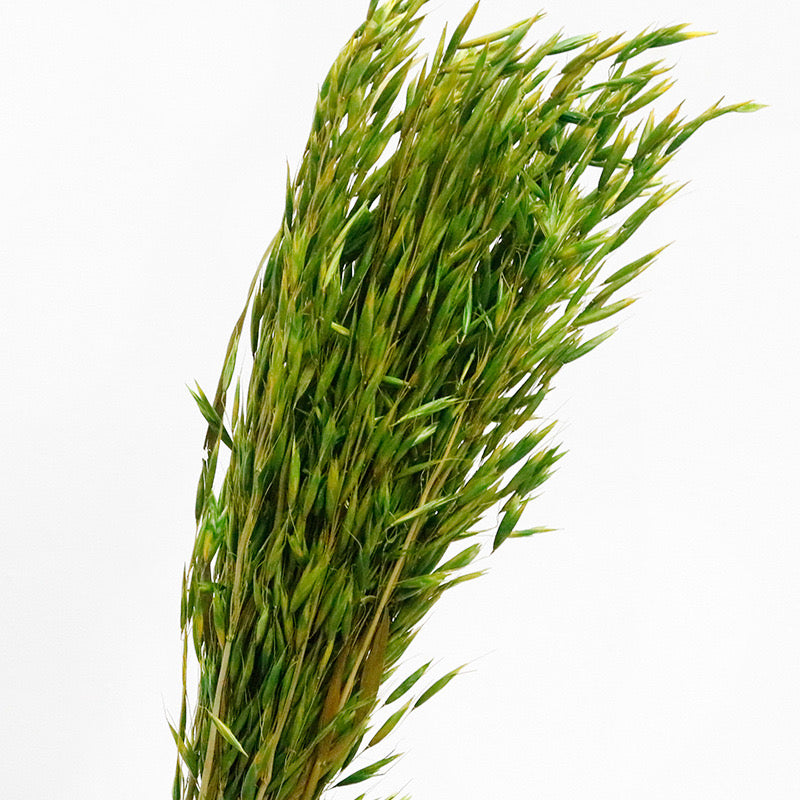 Green Dried Oats