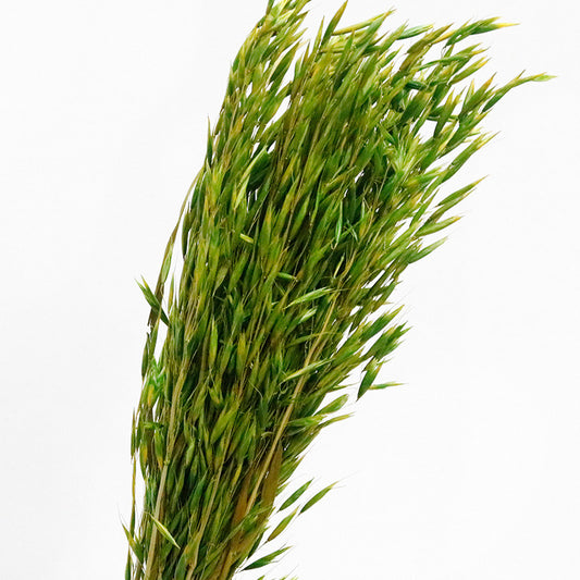 Green Dried Oats