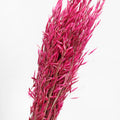 Magenta Dried Oats