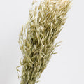 Dried Oats natural green