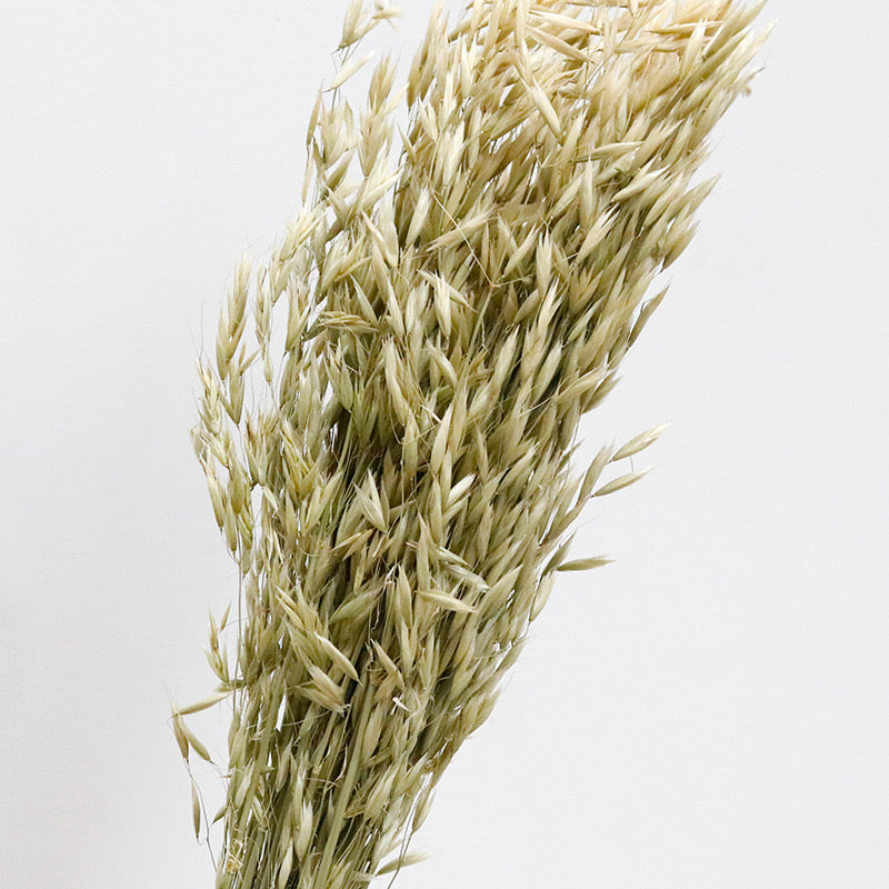 Dried Oats natural green