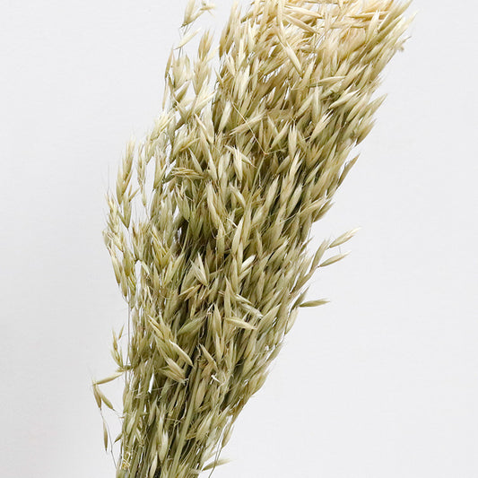 Dried Oats natural green