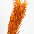 orange Dried Oats
