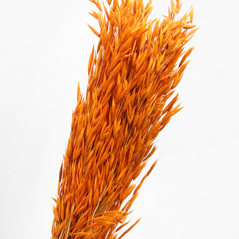 orange Dried Oats