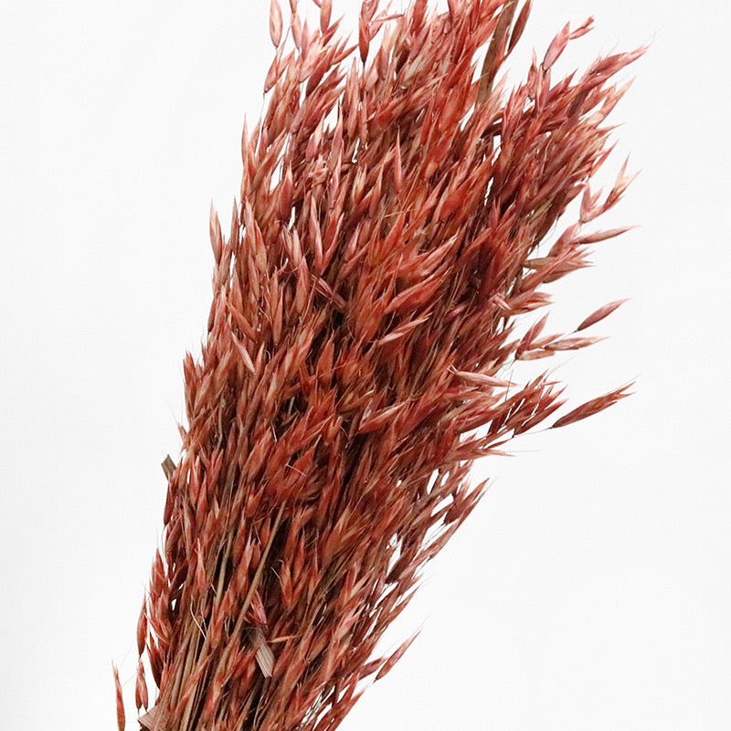 red Dried Oats
