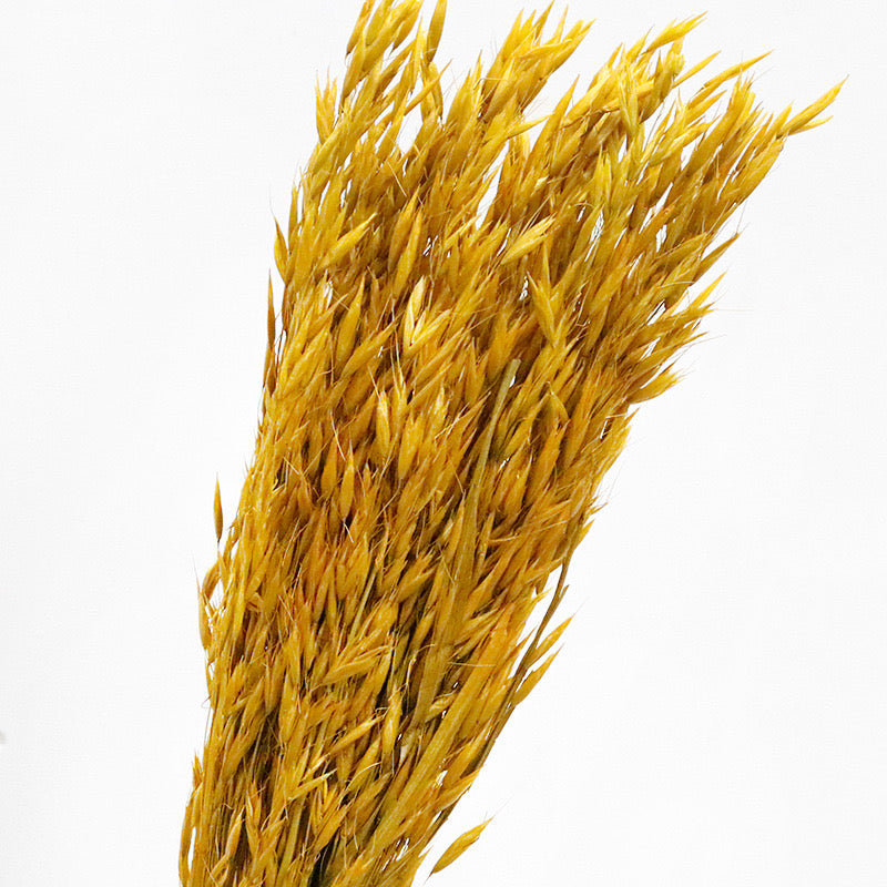 Yellow Dried Flower Oats