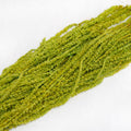oliver green Amaranthus