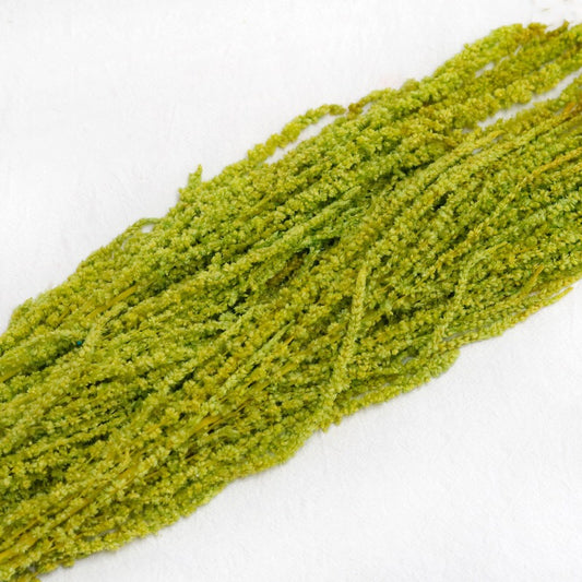 oliver green Amaranthus