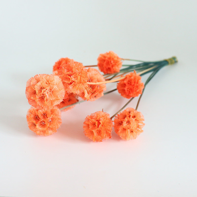 orange Drumstick Scabiosa