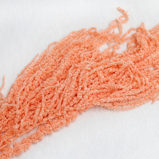 orange Amaranthus