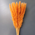 orange canary pampas grass