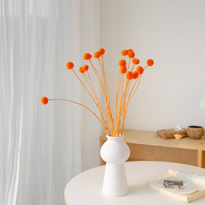 orange Craspedia globosa Benth