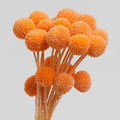 Orange Dried Craspedia