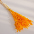 Bright orange dried oats