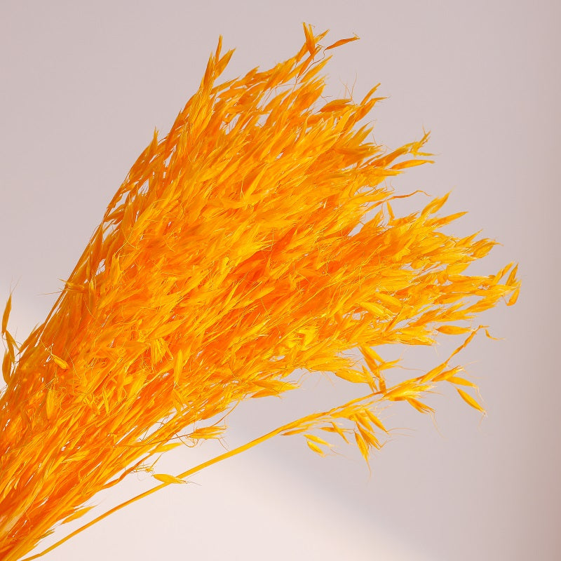 Bright orange dried oats