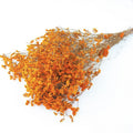 orange dried limonium