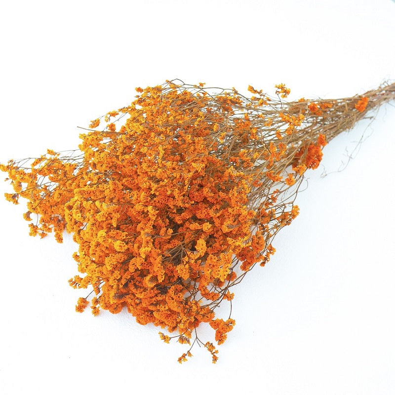 orange dried limonium