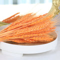 Orange Preserved Wheat