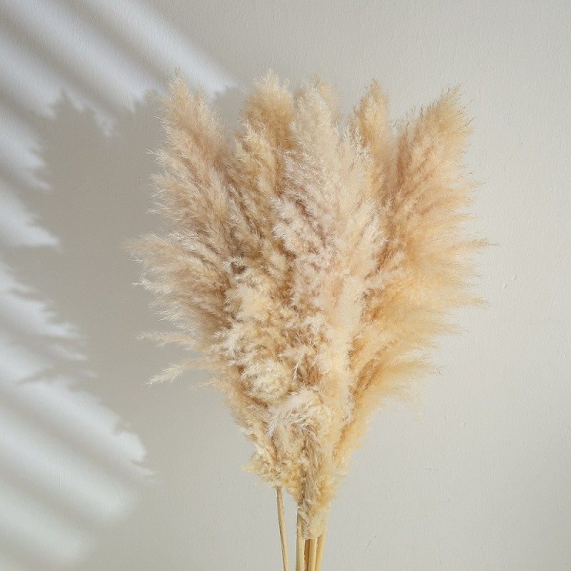 Pampas grass