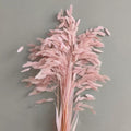 pastel pink preserved flower northern sea oat grass