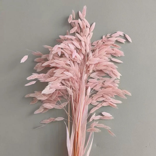 pastel pink preserved flower northern sea oat grass