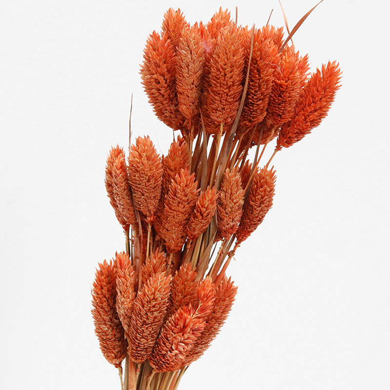 phalaris preserved autumn orange