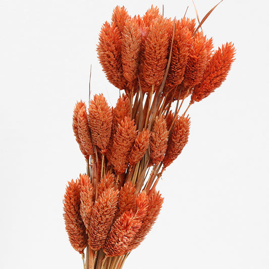 phalaris preserved autumn orange