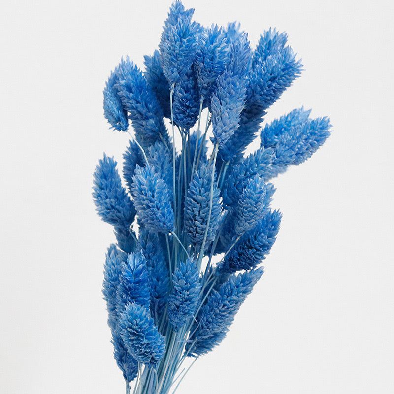 phalaris preserved blue