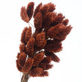 brown preserved phalaris