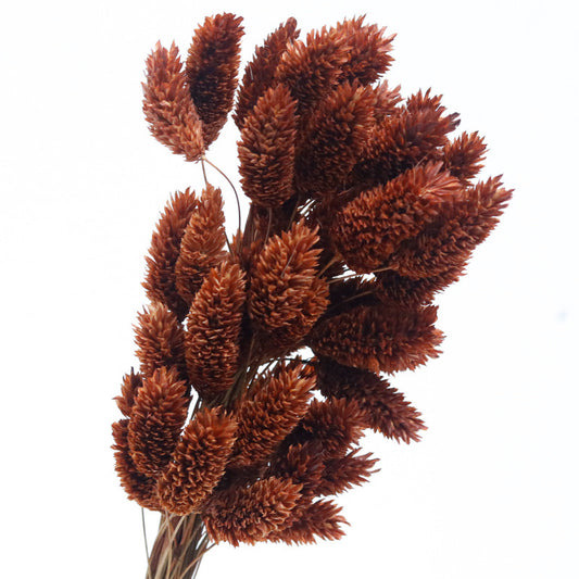 brown preserved phalaris